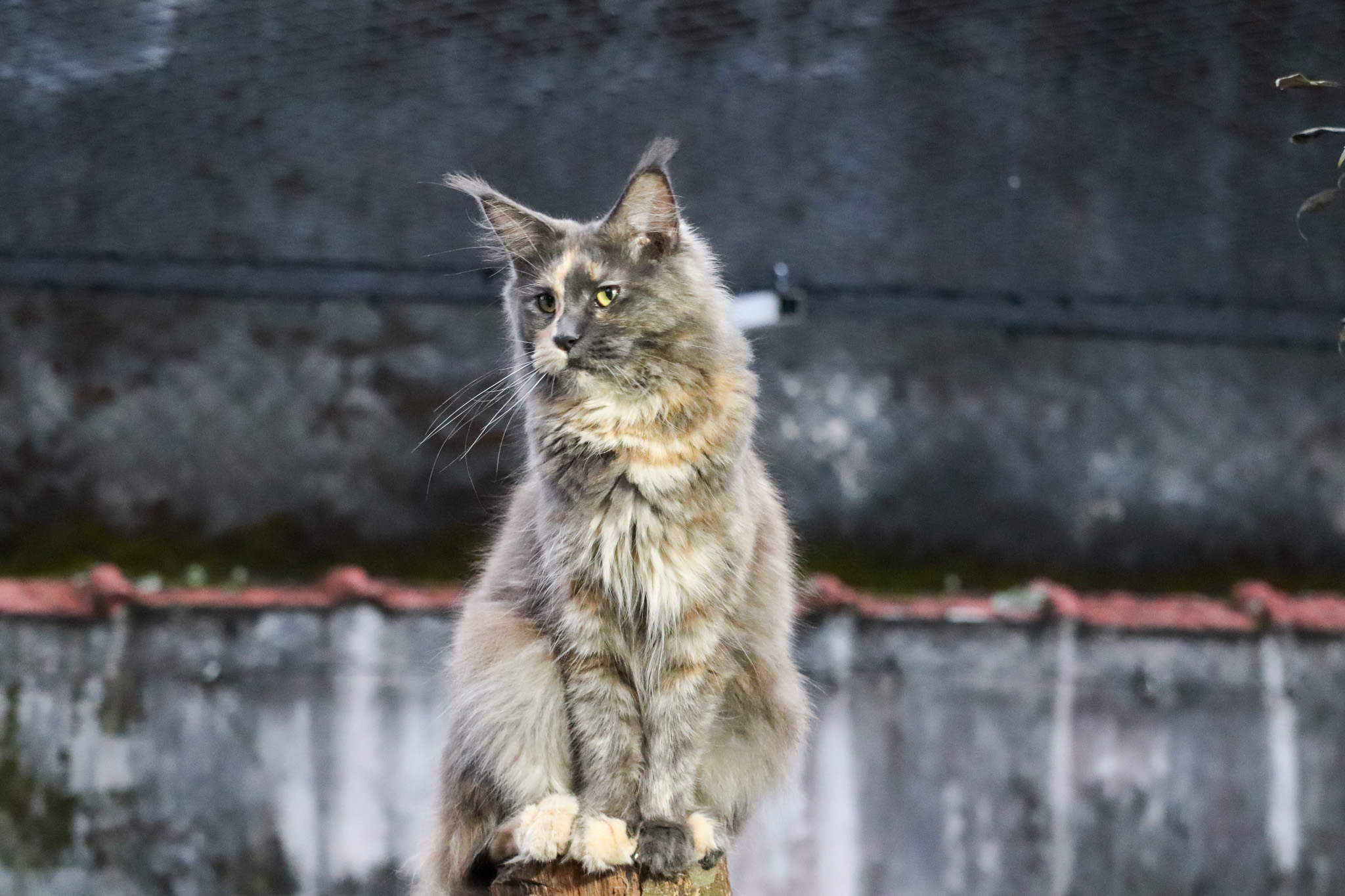 maine coon